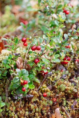 Yabanmersini. Çalılar olgun orman çilek