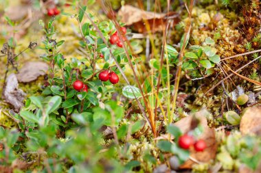 Yabanmersini. Çalılar olgun orman çilek