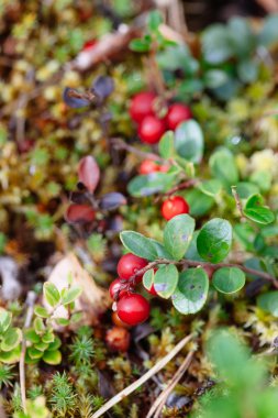 Yabanmersini. Çalılar olgun orman çilek