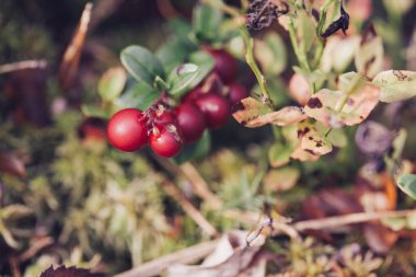 Yabanmersini. Çalılar olgun orman çilek. 