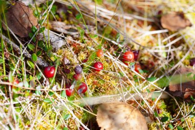 Kızılcık kırmızı çilek doğa orman arka planda üzerinde