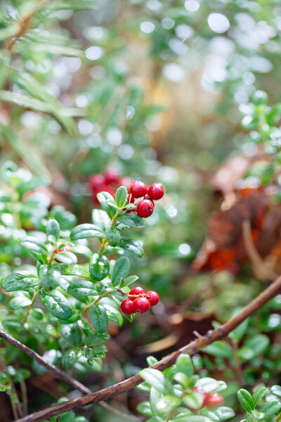 Cowberry. Bushes of ripe forest berries. 