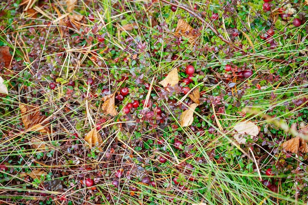 Arándanos rojos bayas sobre fondo de la naturaleza en el bosque —  Fotos de Stock