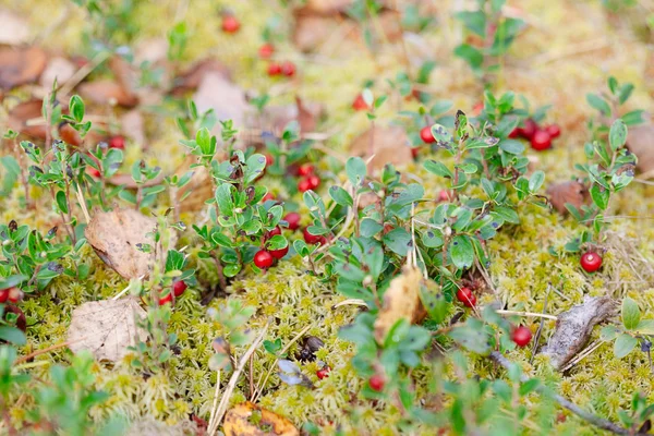 Lingon. Buskar för mogna skogsbär — Stockfoto