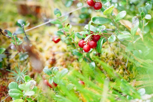 Брусниці. Втулки розподільних стиглі Лісові ягоди — стокове фото