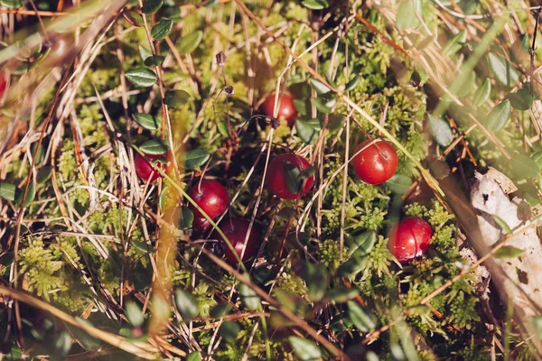 Cranberries red berries on nature background in forest. — Stock Photo, Image
