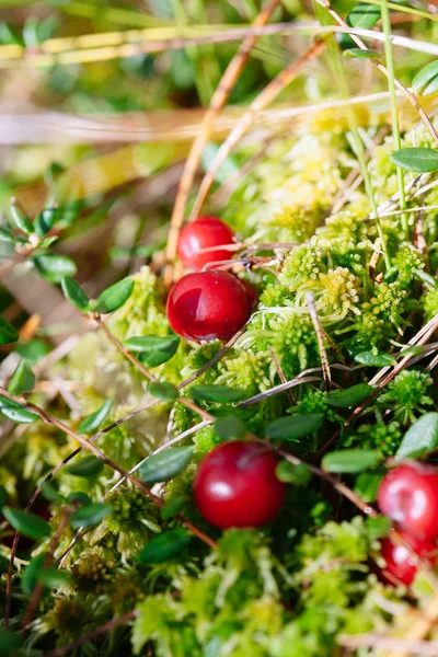 Tranbär röda bär på natur bakgrund i skogen — Stockfoto