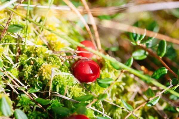 Журавлина червоні ягоди на фоні природи в лісі — стокове фото
