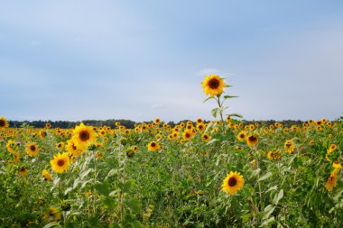 Yazın tarlada ayçiçekleri