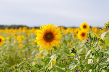 Yazın tarlada ayçiçekleri