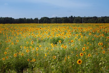 Yazın tarlada ayçiçekleri