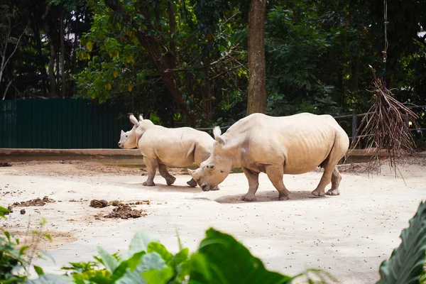 Rinoceronte en un zoológico — Foto de Stock