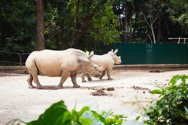 Noshörning på zoo — Stockfoto