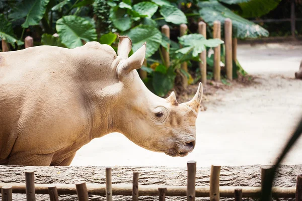 Noshörning på zoo — Stockfoto