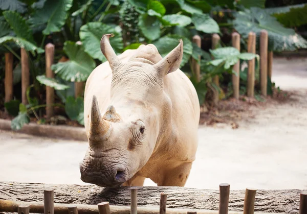 Rinoceronte nello zoo — Foto Stock