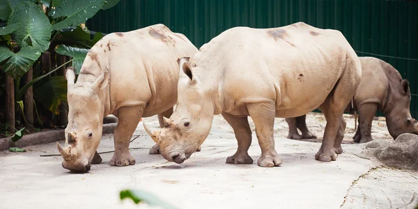 Rinoceronte en el zoológico — Foto de Stock