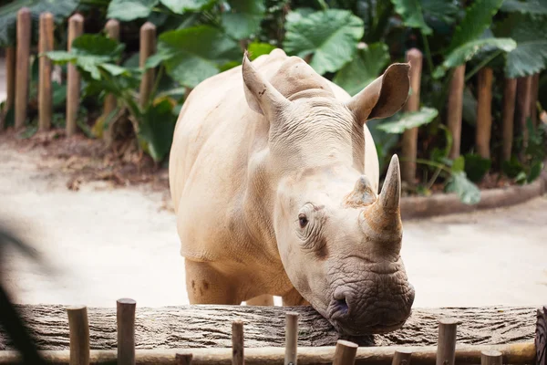 Rinoceronte nello zoo — Foto Stock