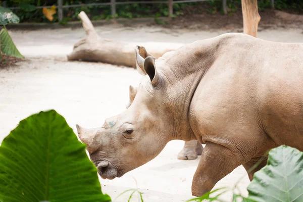 Rinoceronte en el zoológico —  Fotos de Stock