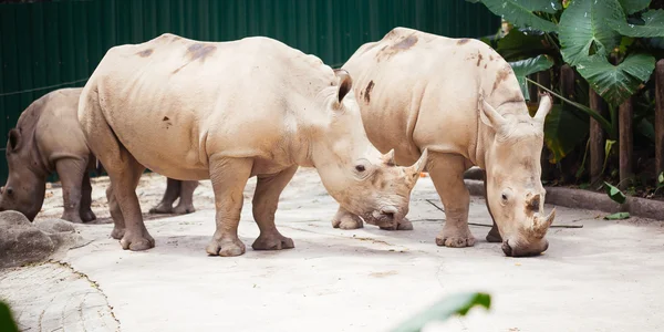 Rhinocéros dans le zoo — Photo