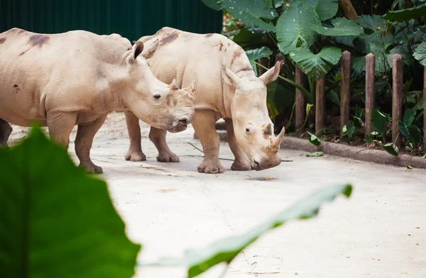 Noshörning i zoo — Stockfoto