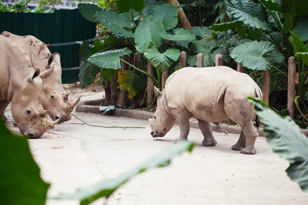 Носорог в зоопарке — стоковое фото