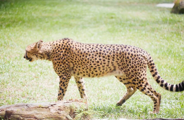 Cheetah allo zoo — Foto Stock