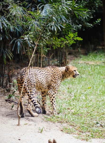 Geparden im Zoo — Stockfoto