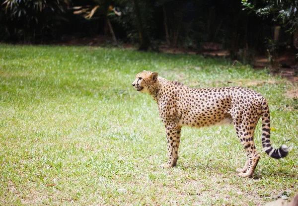 Chita en zoocheetah in dierentuin — Stockfoto