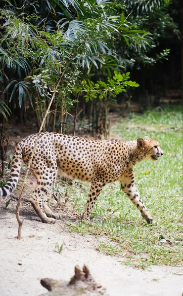 Chita en zoocheetah in dierentuin — Stockfoto