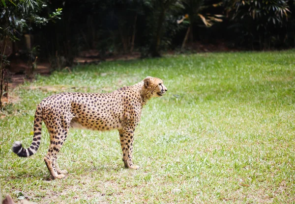Cheetah no zoológico — Fotografia de Stock