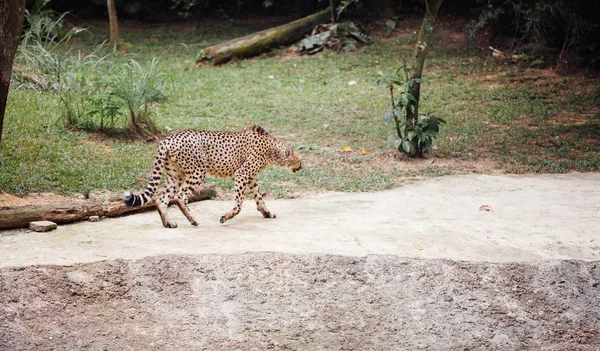 Cheetah allo zoo — Foto Stock