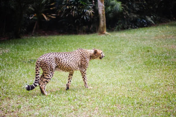 Chita en zoocheetah in dierentuin — Stockfoto