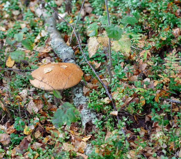 Champignon dans la forêt — Photo