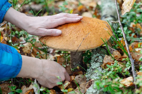 Pilz im Wald — Stockfoto