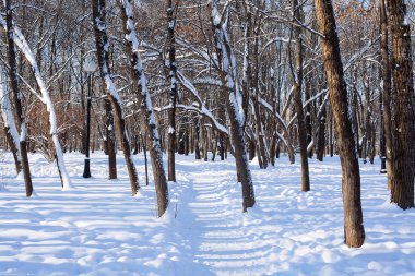 Kar altında kış parkı