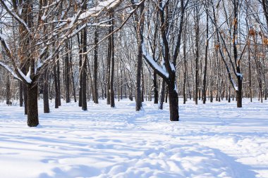Kar altında kış parkı