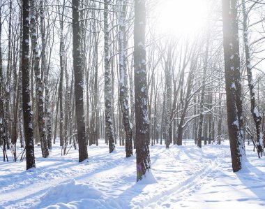 Kar altında kış parkı