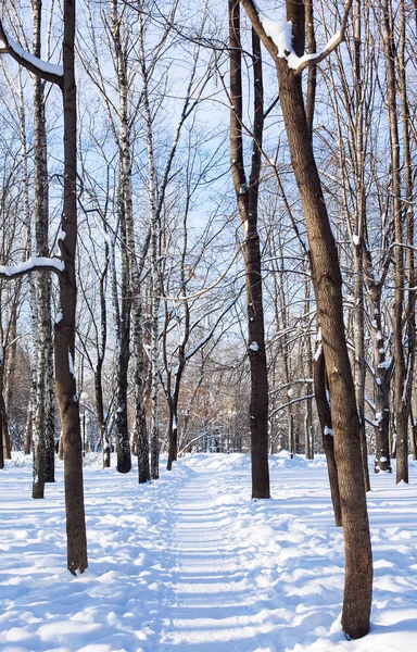 Winter park in snow — Stock Photo, Image