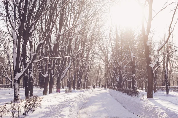 Winter park in snow — Stock Photo, Image