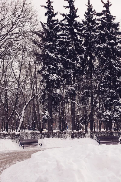 Winter park in snow — Stock Photo, Image