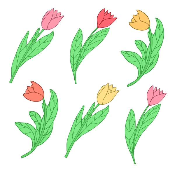 Dibujos Animados Lindos Tulipanes Colores Ilustración Vectorial Aislada Sobre Fondo — Vector de stock