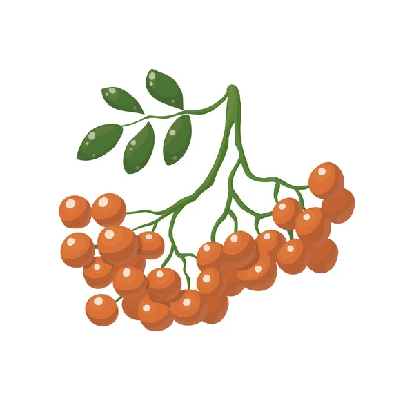 带有叶子和浆果载体的罗文枝条在白色背景上被分离出来 罗文秋季设计 森林浆果 矢量对象 — 图库矢量图片
