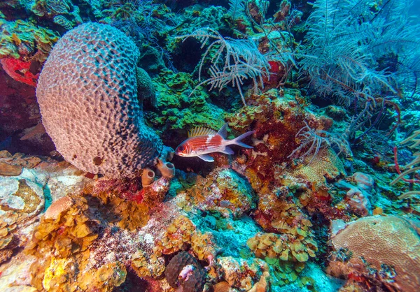 Korallrev nära Cayo Largo — Stockfoto