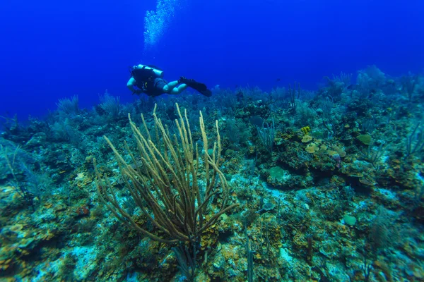 Scuba diver, swimmnig w dół, Kuba — Zdjęcie stockowe