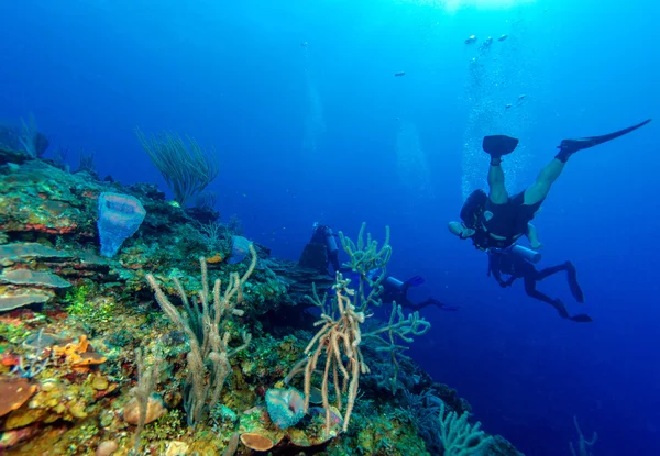 Corales blandos cerca de Cayo Largo — Foto de Stock