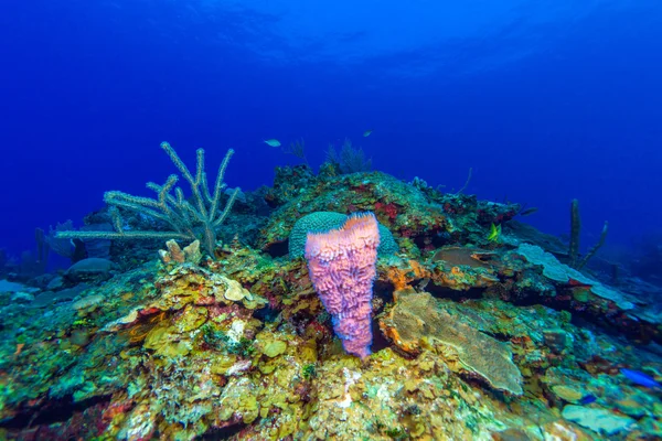 Colorido paisaje de coral del mar Caribe —  Fotos de Stock