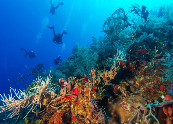 Grupp av dykare gå djupt — Stockfoto