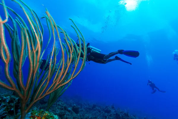 Dalgıç ve yumuşak mercanlar, cayo largo, Küba — Stok fotoğraf