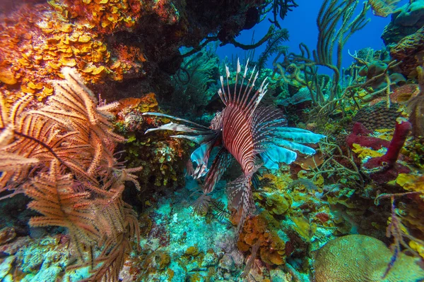 Lionfish (Pterois) near coral, Cayo Largo — Stock Photo, Image
