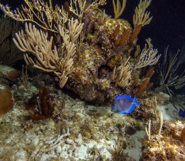 Gece dalış sırasında surgeonfish (Acanthurus coeruleus)